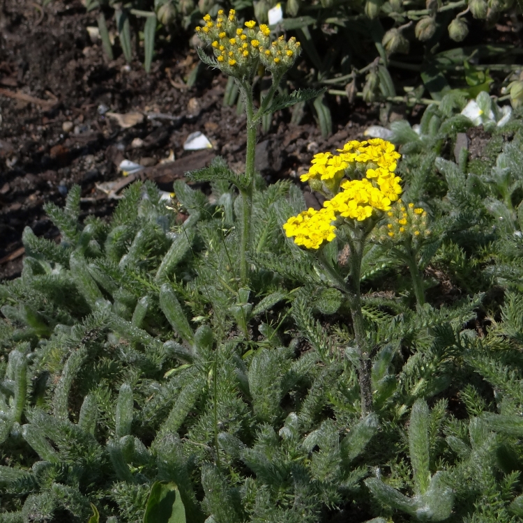 ACHILLEA TOMENTOSA AUREA