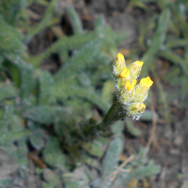 ACHILLEA TOMENTOSA AUREA