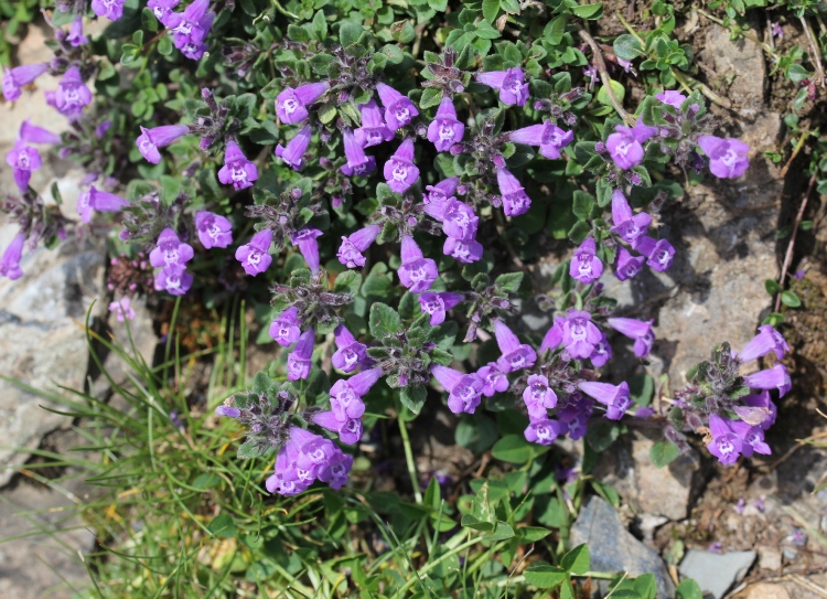 ACINOS ALPINUS