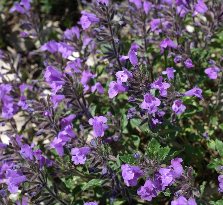 ACINOS ALPINUS