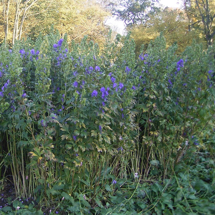 ACONITUM CARMICHAELII ARENDSII