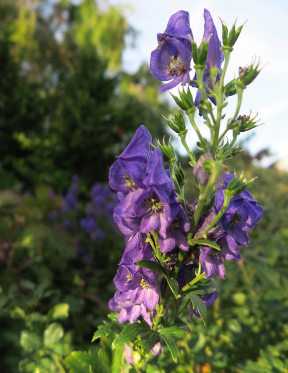 ACONITUM CARMICHAELII ARENDSII