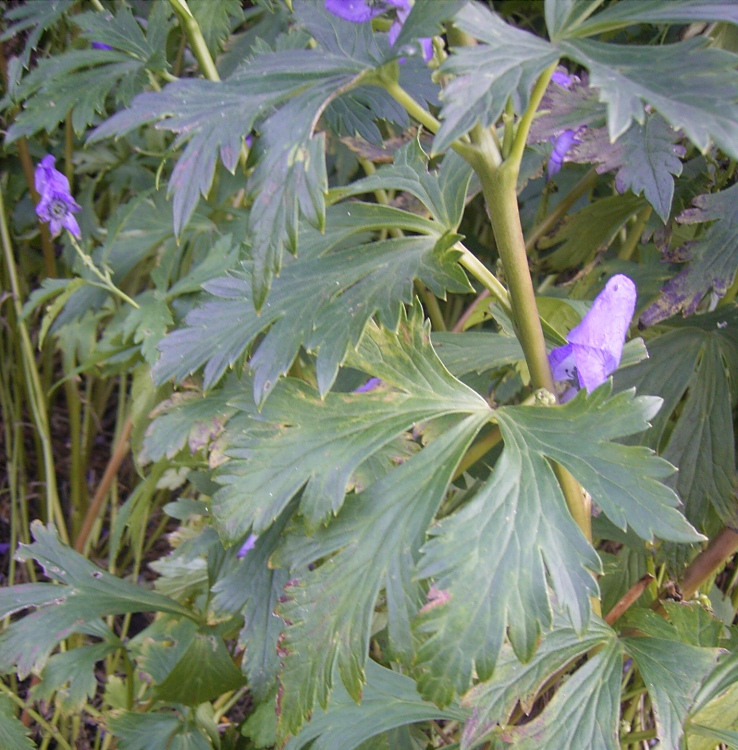ACONITUM CARMICHAELII ARENDSII