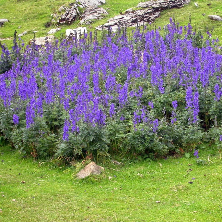 ACONITUM NAPELLUS