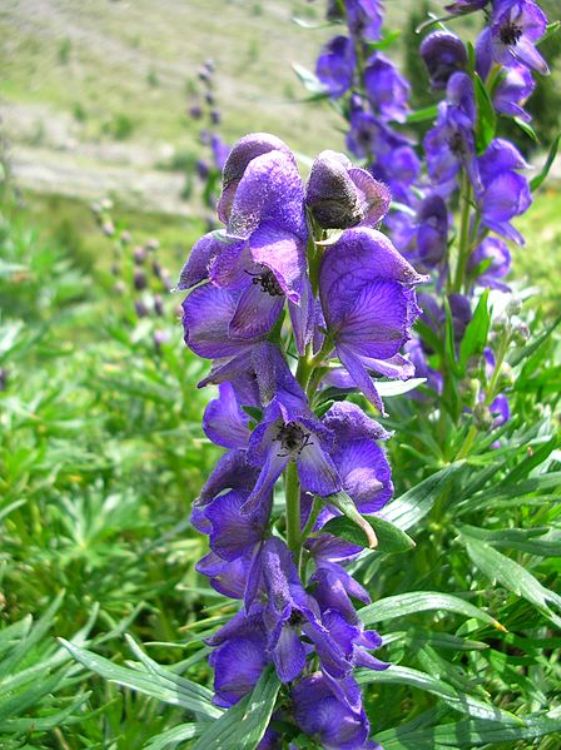 ACONITUM NAPELLUS