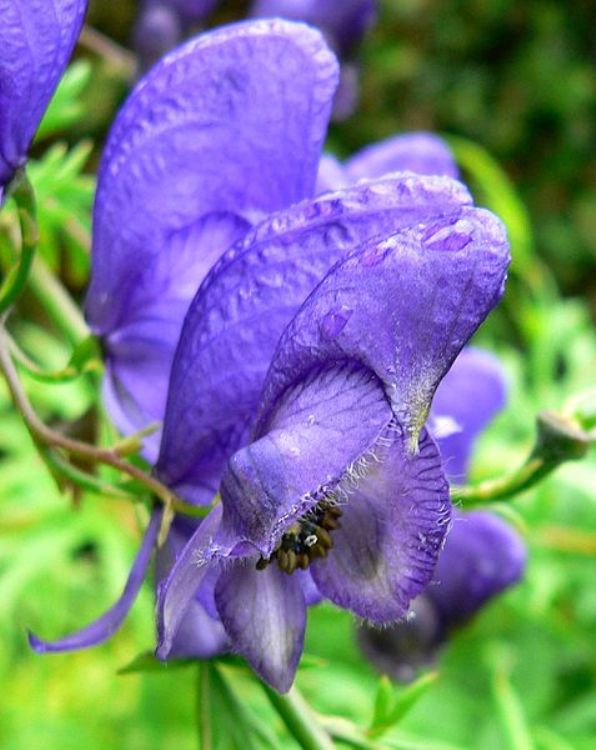 ACONITUM NAPELLUS
