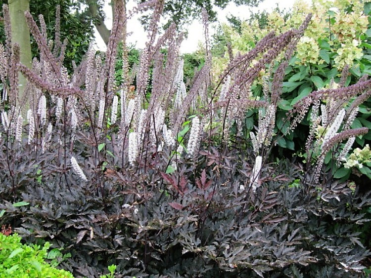 ACTAEA SIMPLEX BRUNETTE
