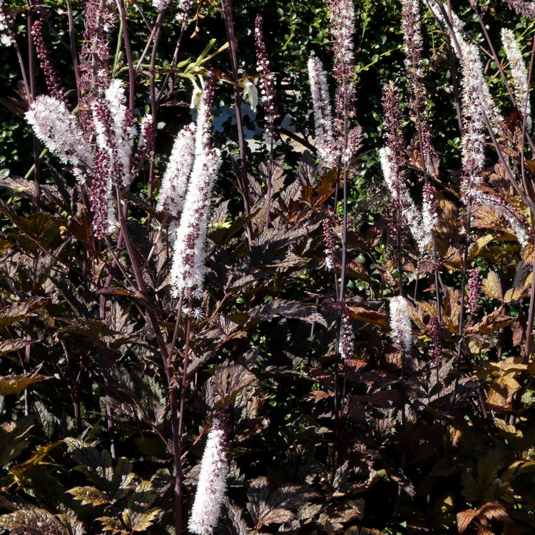 ACTAEA SIMPLEX BRUNETTE