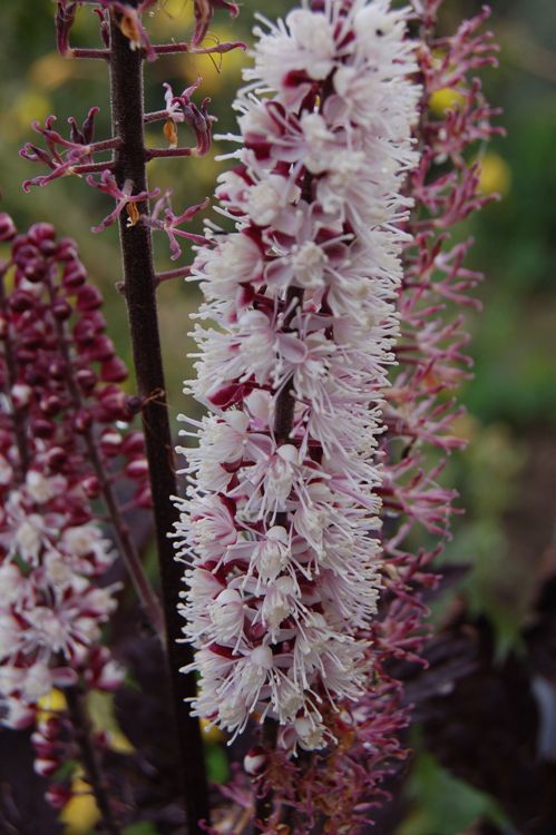 ACTAEA SIMPLEX BRUNETTE