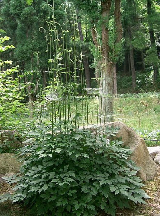 ACTAEA SIMPLEX WHITE PEARL
