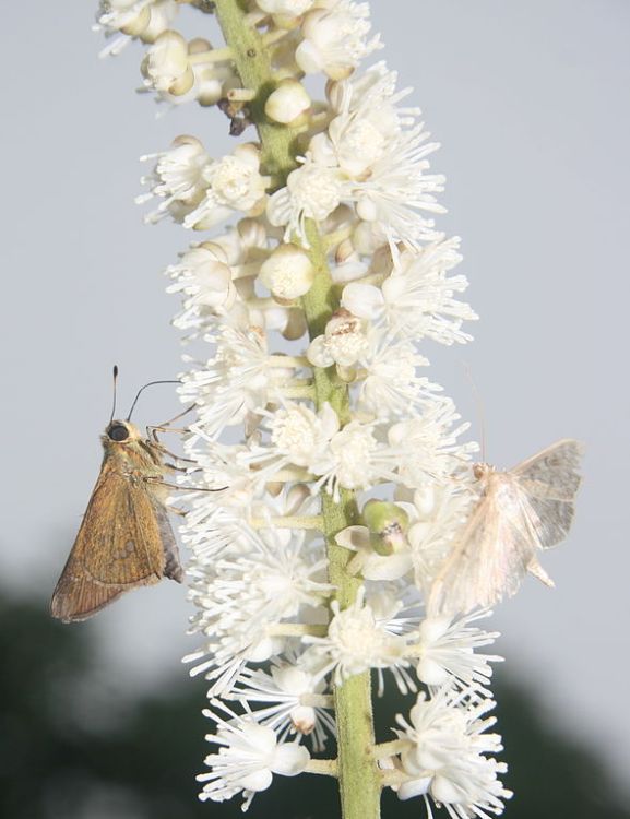 ACTAEA SIMPLEX WHITE PEARL