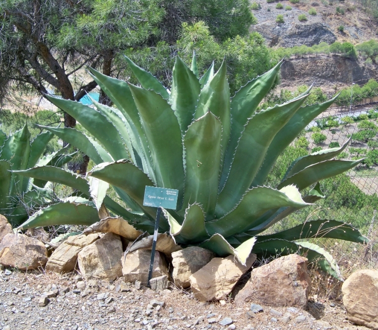 AGAVE AMERICANA FEROX