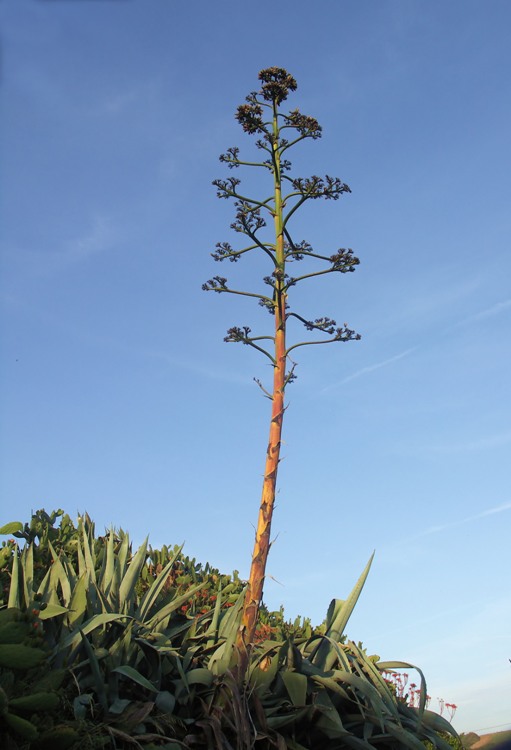 AGAVE AMERICANA FEROX