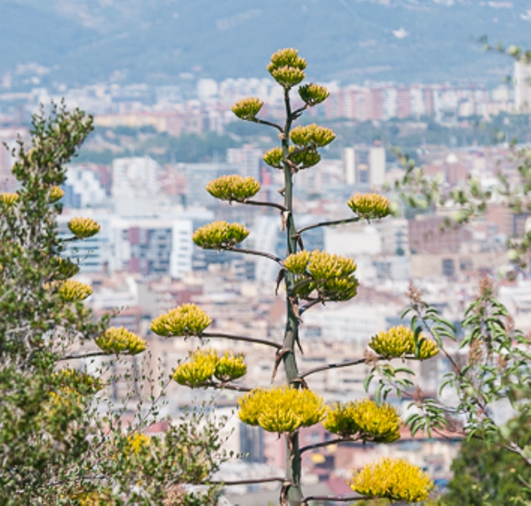 AGAVE AMERICANA FEROX