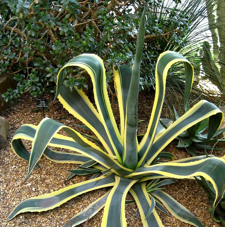 AGAVE AMERICANA VARIEGATA