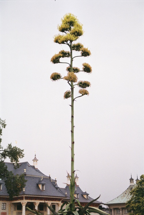 AGAVE AMERICANA VARIEGATA