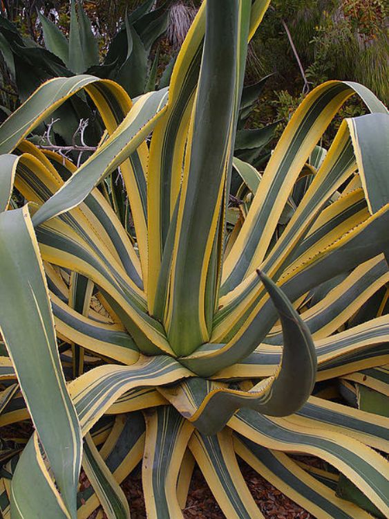 AGAVE AMERICANA VARIEGATA