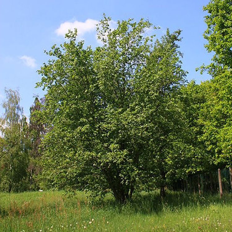 ALNUS INCANA - ONTANO BIANCO