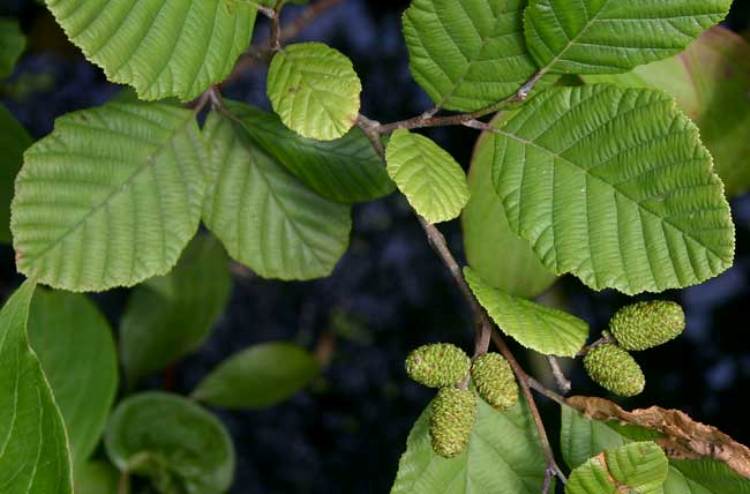 ALNUS INCANA - ONTANO BIANCO