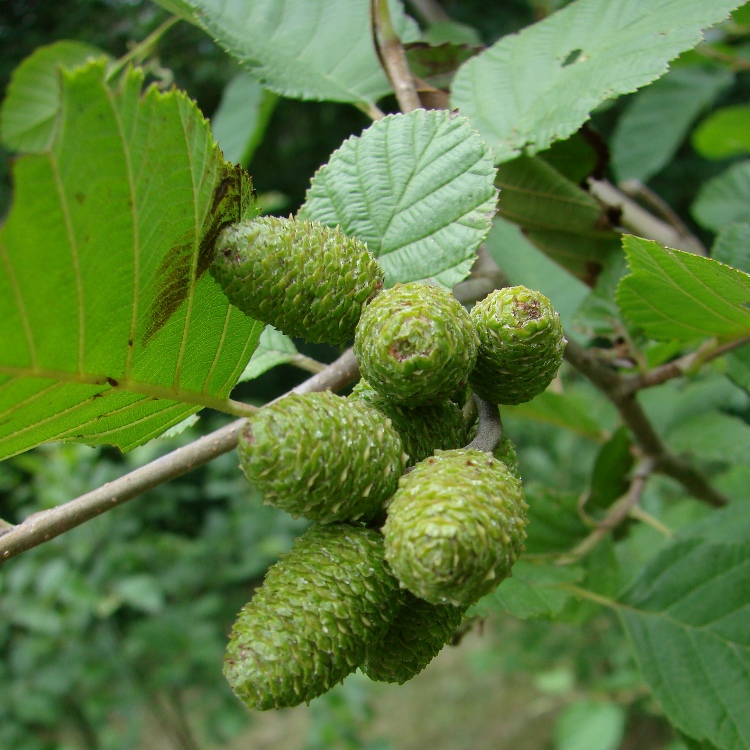 ALNUS INCANA - ONTANO BIANCO