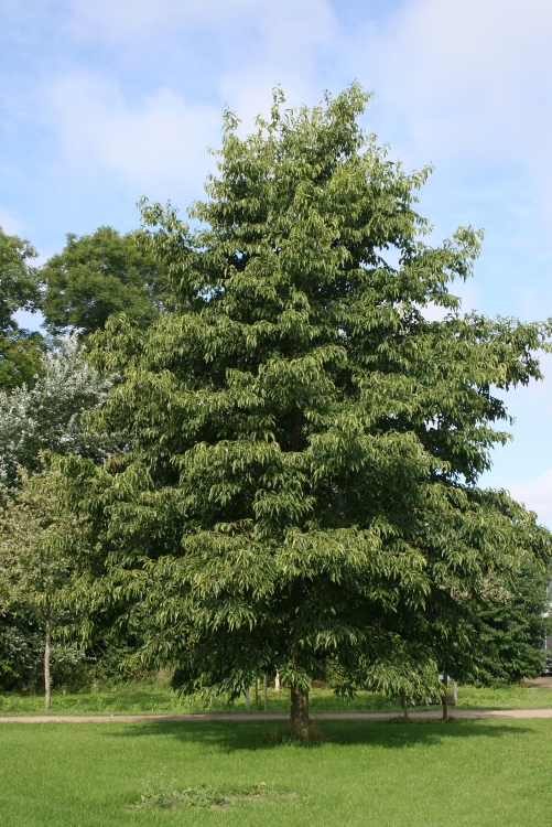 ALNUS SPAETHII - ONTANO
