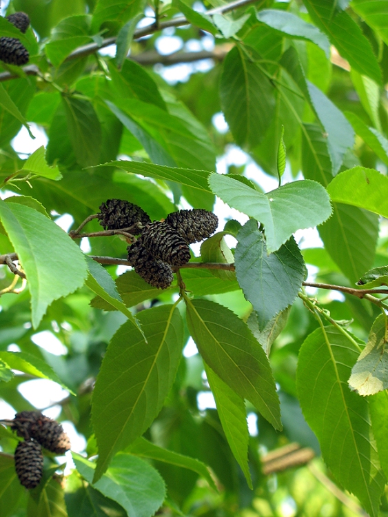 ALNUS SPAETHII - ONTANO