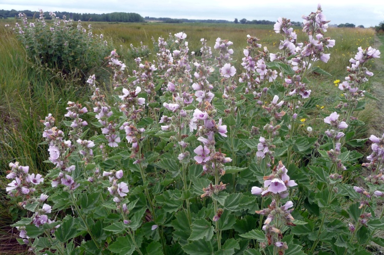 ALTHEA OFFICINALIS