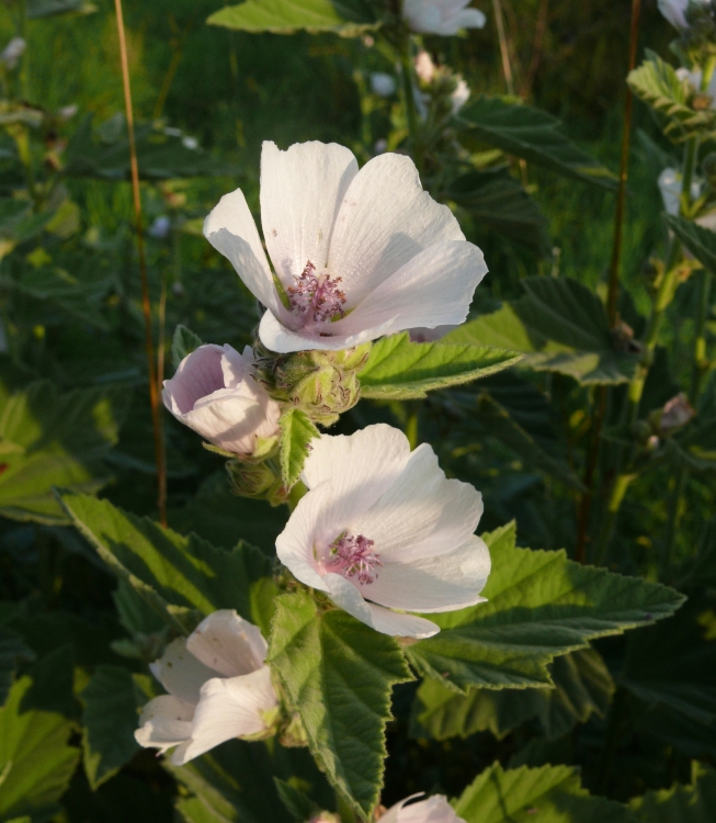 ALTHEA OFFICINALIS