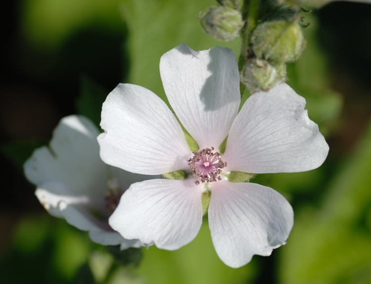 ALTHEA OFFICINALIS