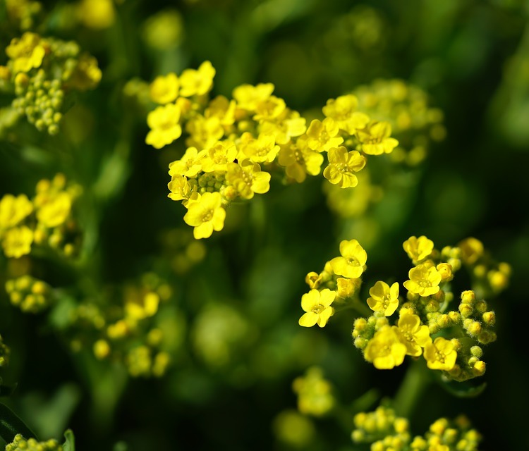 ALYSSUM MONTANUM BERGGOLD