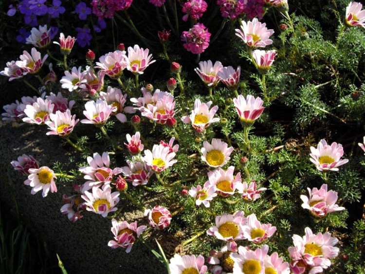 ANACYCLUS PYRETHRUM DEPRESSUS