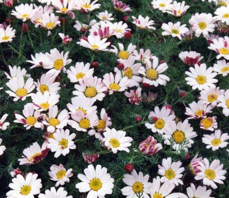 ANACYCLUS PYRETHRUM DEPRESSUS