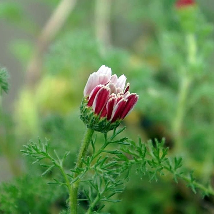 ANACYCLUS PYRETHRUM DEPRESSUS