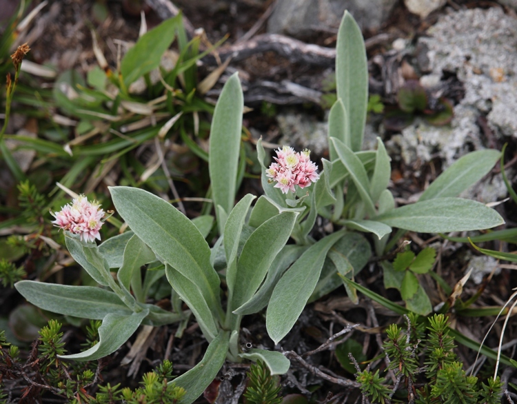 ANAPHALIS ALPICOLA