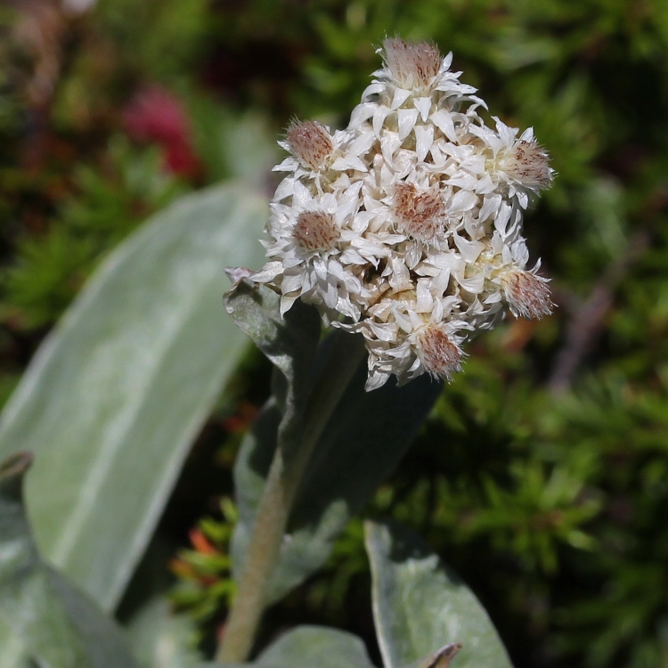 ANAPHALIS ALPICOLA