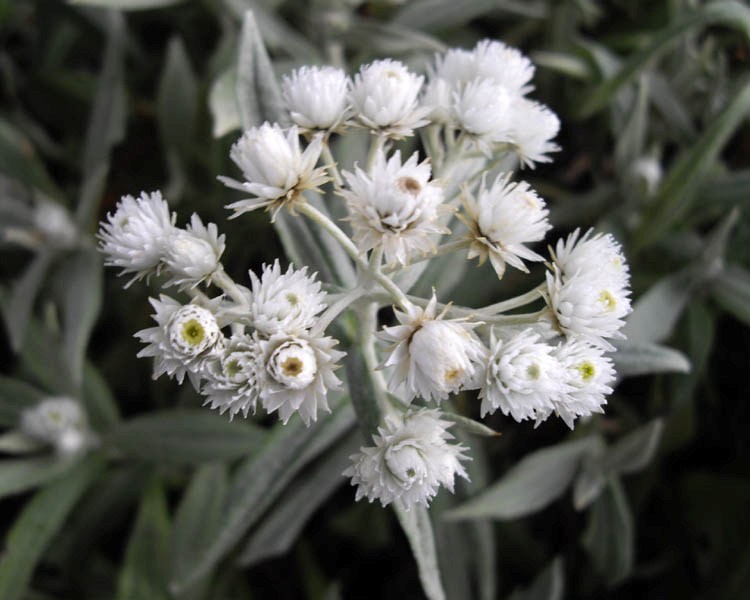 ANAPHALIS TRIPLINERVIS