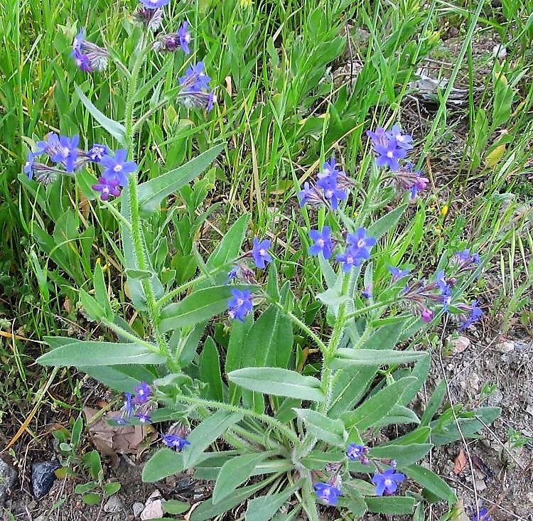 ANCHUSA AZUREA