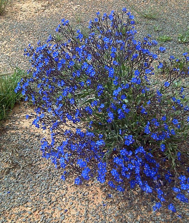 ANCHUSA AZUREA