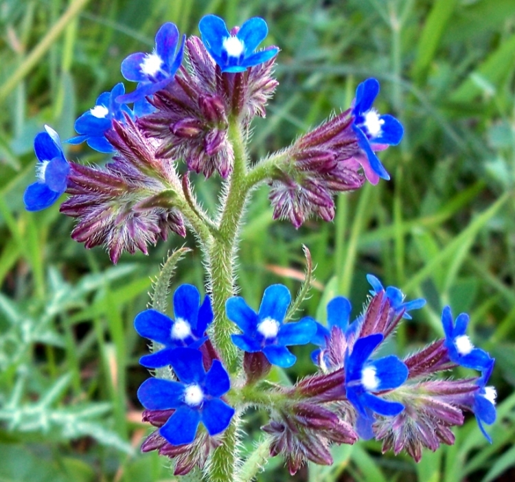 ANCHUSA AZUREA