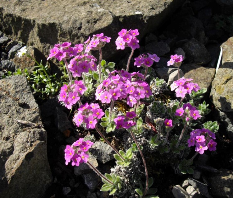 ANDROSACE SARMENTOSA