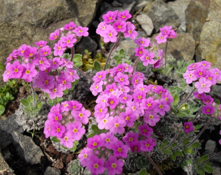 ANDROSACE SARMENTOSA