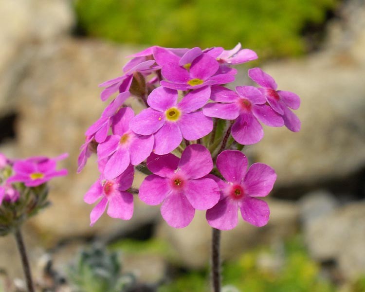 ANDROSACE SARMENTOSA