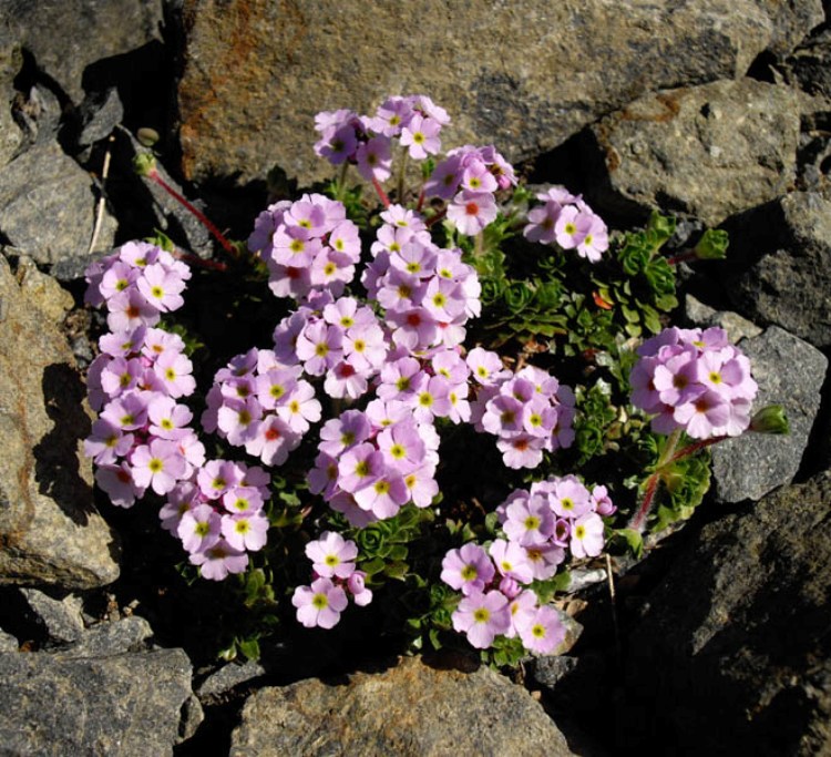 ANDROSACE SEMPERVIVOIDES