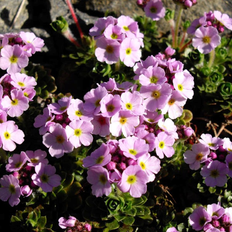 ANDROSACE SEMPERVIVOIDES