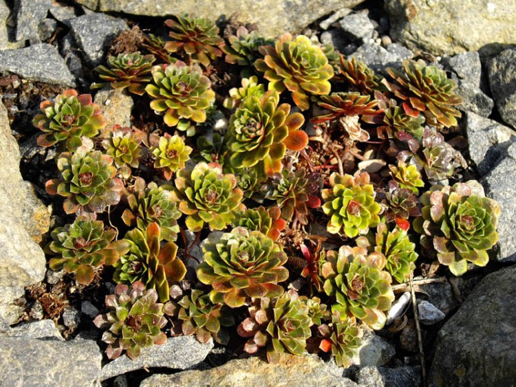ANDROSACE SEMPERVIVOIDES