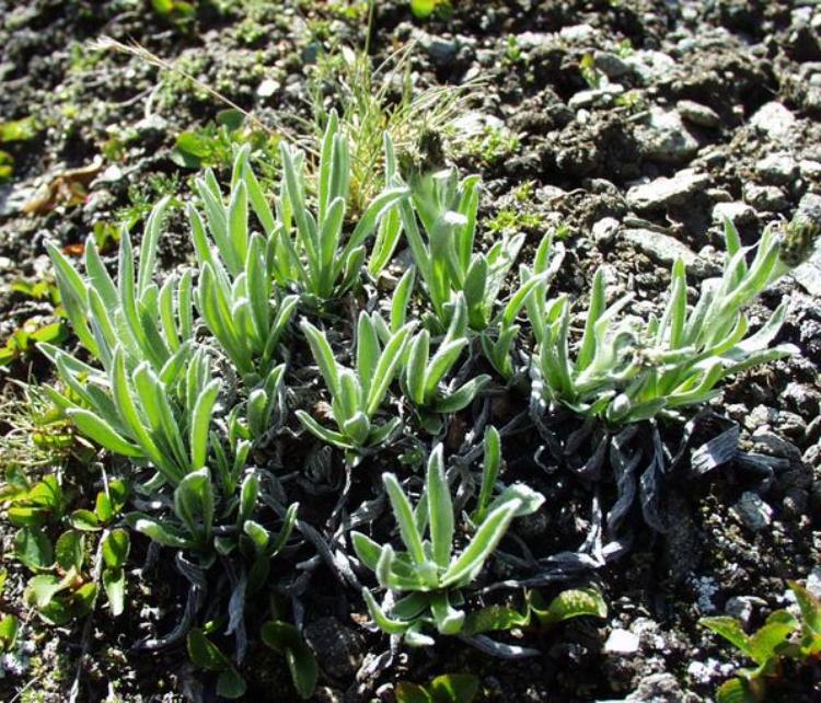 ANTENNARIA CARPATICA
