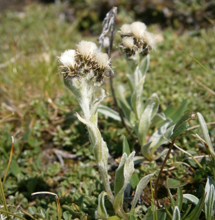 ANTENNARIA CARPATICA