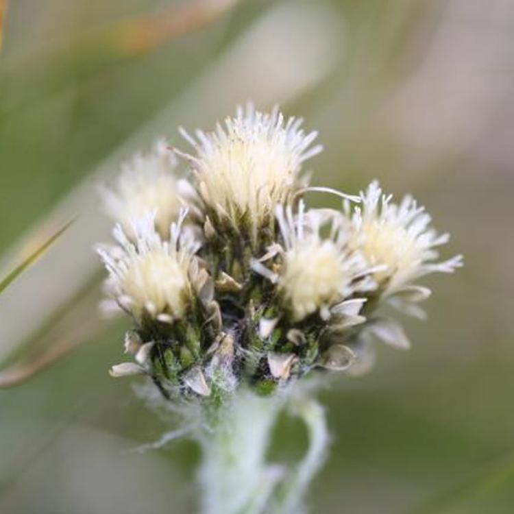 ANTENNARIA CARPATICA