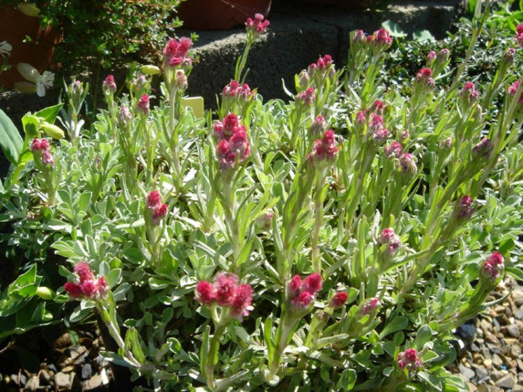 ANTENNARIA DIOICA ROTES WUNDER