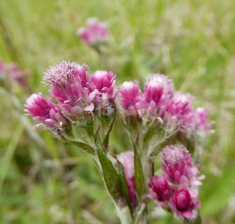 ANTENNARIA DIOICA ROTES WUNDER